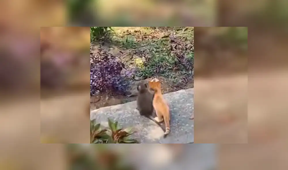 En Facebook, un chico estaba preocupado al no encontrar a su gato y se llevó tremenda sorpresa. En Facebook, un chico estaba preocupado al no encontrar a su gato y se llevó tremenda sorpresa.