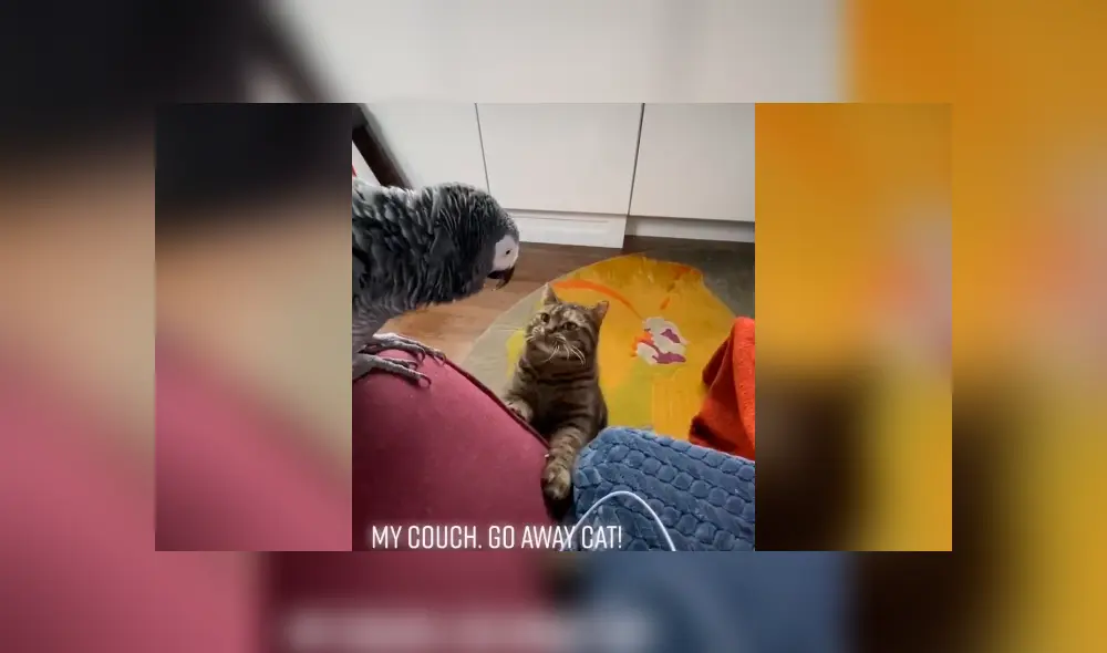 Desliza para ver las imágenes de YouTube.