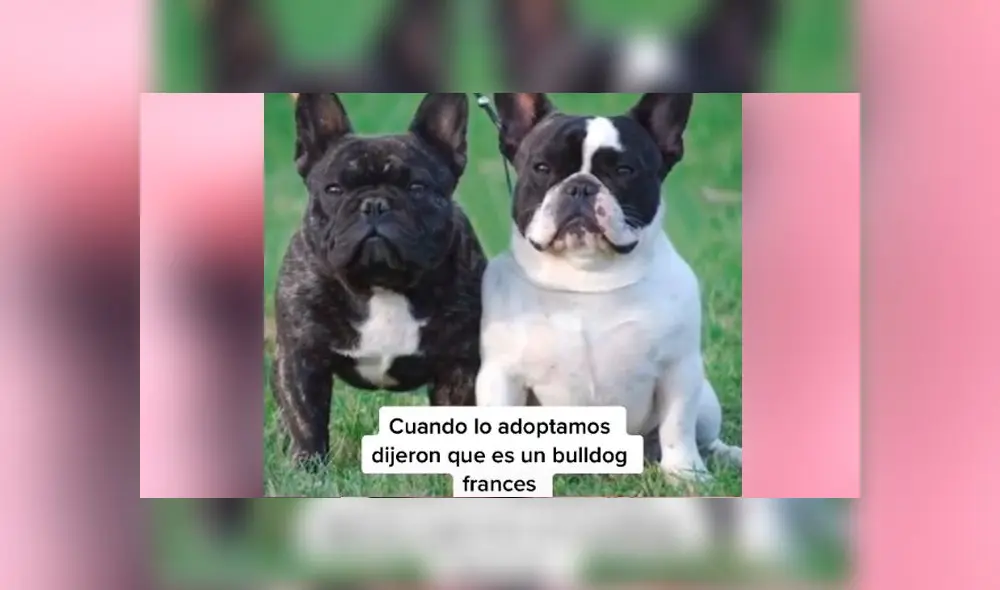 Desliza las imágenes para ver la verdadera raza que resultó tener este presunto perro bulldog francés. Foto: Fabiana Sanchez/TikTok