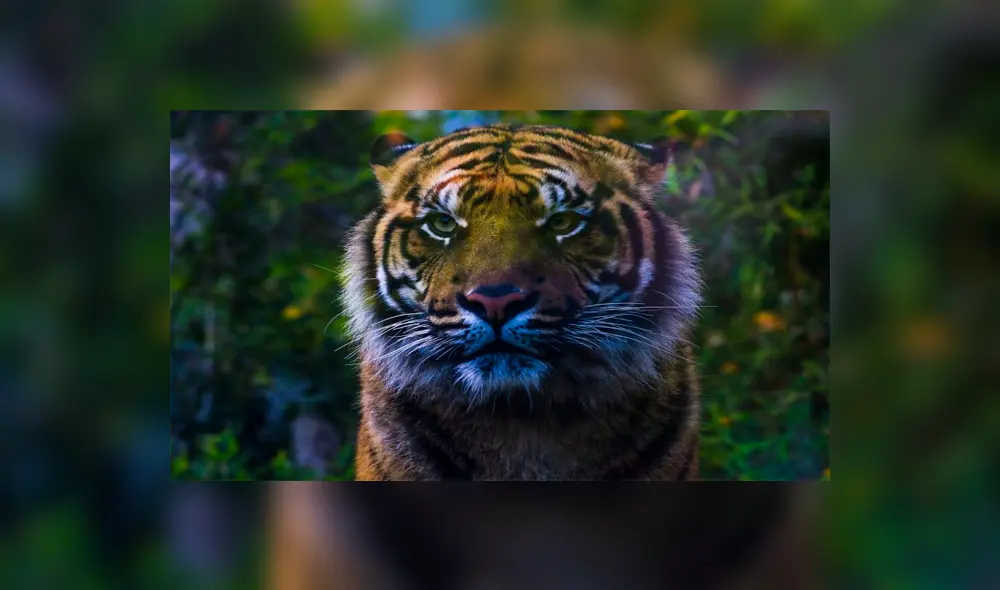 Autoridades encuentran fetos de tigres de Sumatra almacenados en frascos [FOTOS]