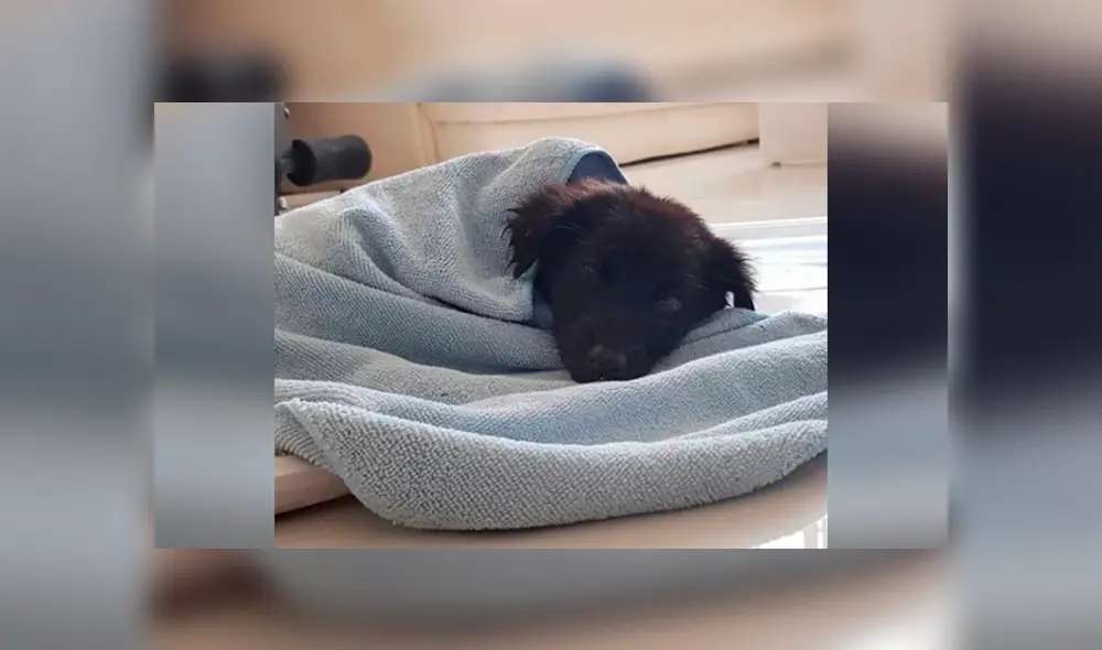 Desliza las imágenes hacia la izquierda para conocer la historia de un perro bebé que fue salvado de milagro. Foto: Captura. Desliza las imágenes hacia la izquierda para conocer la historia de un perro bebé que fue salvado de milagro. Foto: Captura.