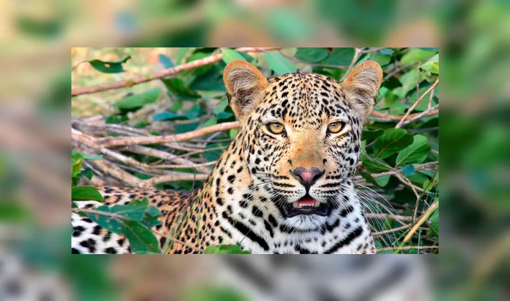 Leopardo se come a un niño y hiere de gravedad a otro mientras jugaban frente a sus casas