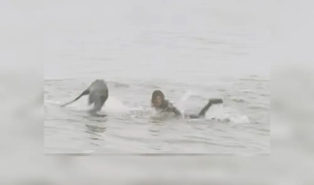 Joven practicaba surf en el agua cuando una foca aparece saltando y lo asusta [VIDEO]