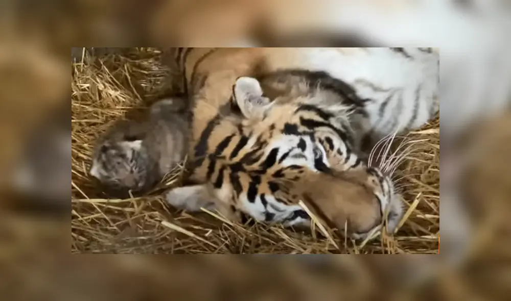 Desliza hacia la izquierda para ver las imágenes del viral de Facebook. Desliza hacia la izquierda para ver las imágenes del viral de Facebook.