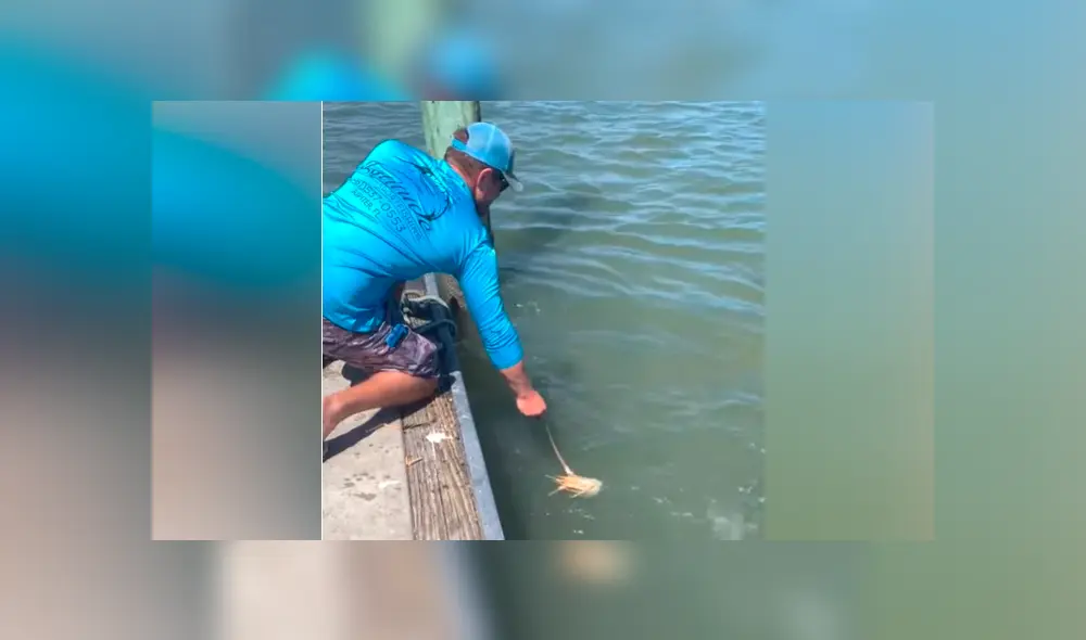 El video viral de Facebook registró el momento en que un tiburón emergió del mar para atacar a un pescador. El video viral de Facebook registró el momento en que un tiburón emergió del mar para atacar a un pescador.