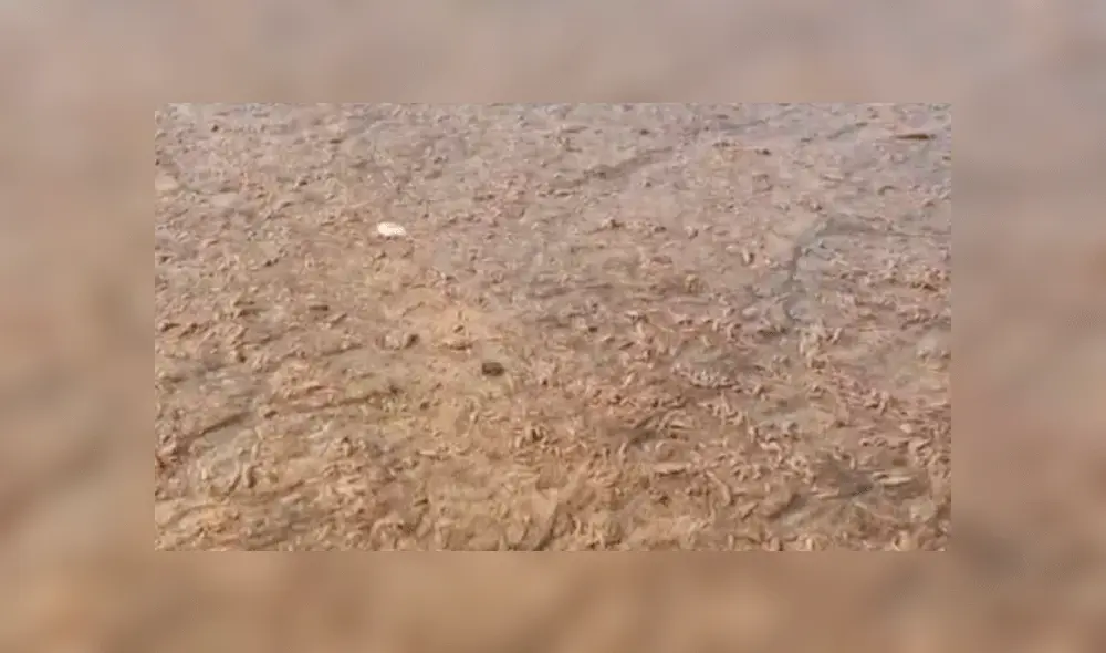 La escena sorprendió a propios y extraños por el gran número de los animales. Foto: captura Clarín.