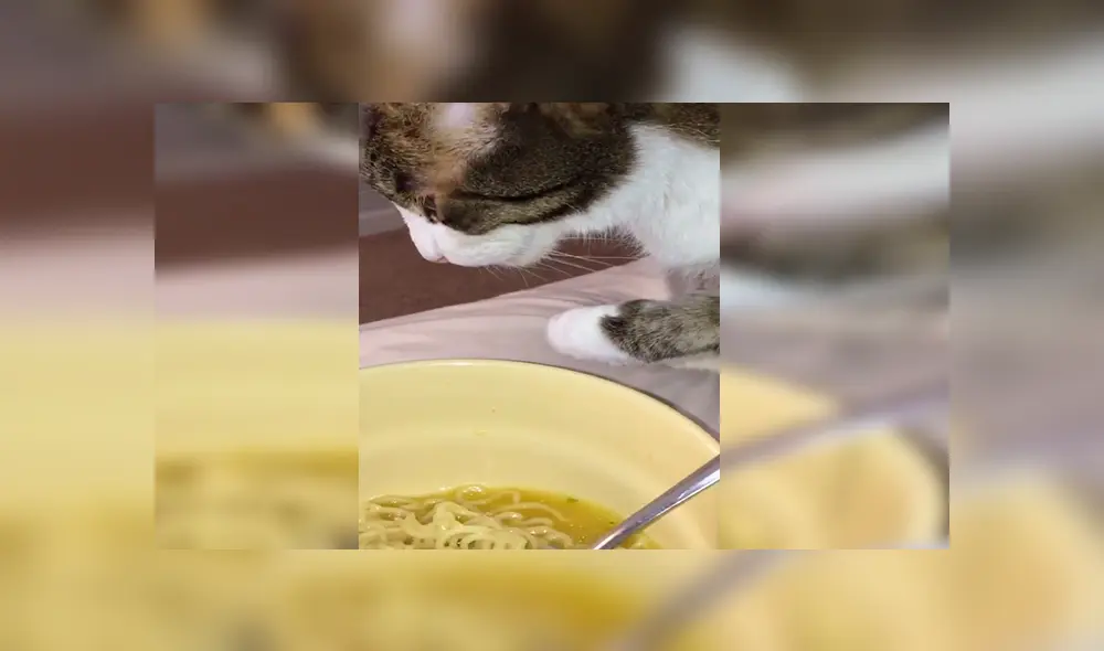 En YouTube, un chico olvidó su plato de comida sobre la mesa y no imaginó que su gato haría una travesura. En YouTube, un chico olvidó su plato de comida sobre la mesa y no imaginó que su gato haría una travesura.