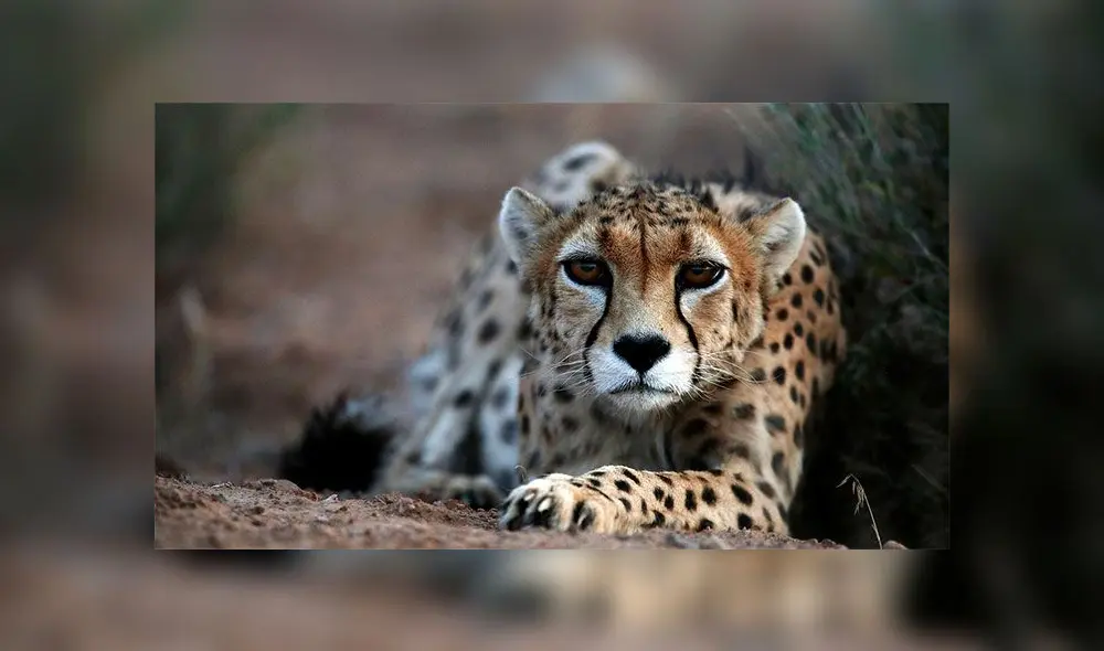 Guepardos: los esfuerzos por salvar al mamífero más rápido y “elegante” del mundo Guepardos: los esfuerzos por salvar al mamífero más rápido y “elegante” del mundo