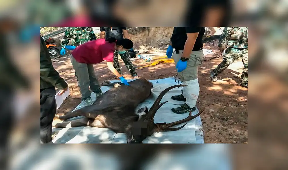 Ciervo es hallado muerto con siete kilos de basura en su estómago Ciervo es hallado muerto con siete kilos de basura en su estómago