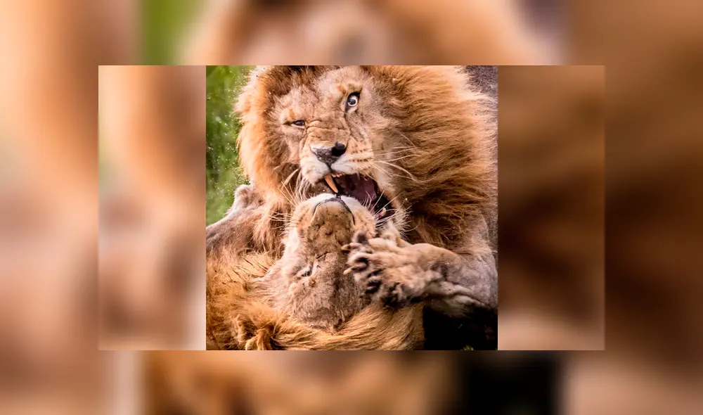 Los depredadores pelearon porque uno de ellos empezó a 'cortejar' a una hembra. Foto: Stephen Underwood Los depredadores pelearon porque uno de ellos empezó a 'cortejar' a una hembra. Foto: Stephen Underwood