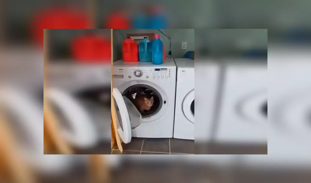 En Facebook, un travieso gato ingresó a una enorme lavadora para jugar y fue descubierto por su dueño.