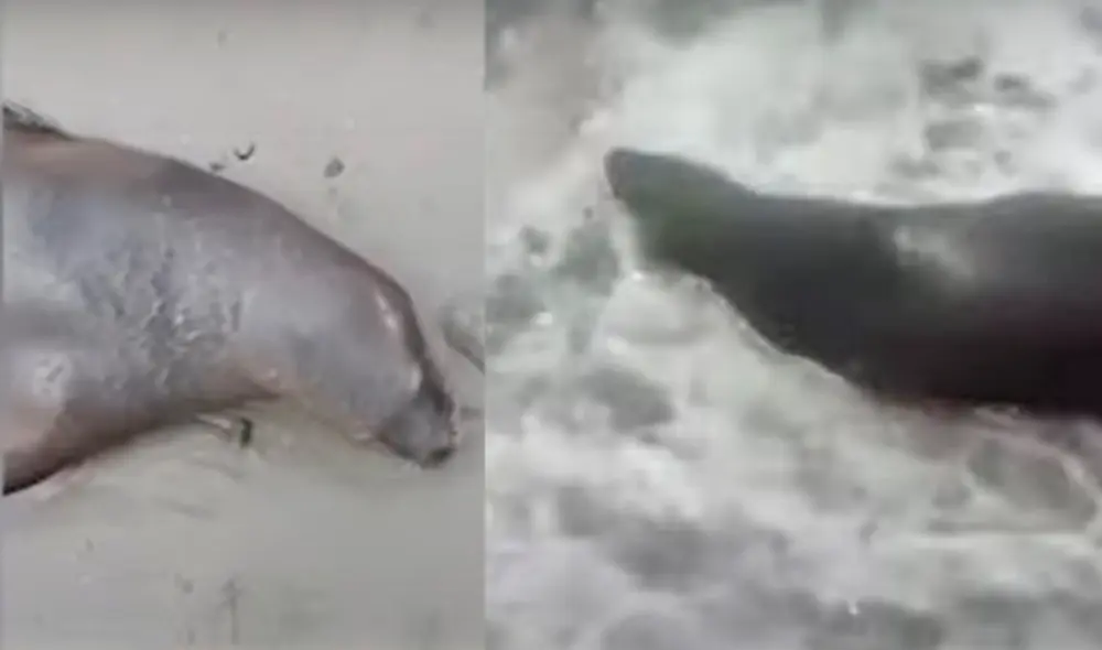 Seis personas cargaron al animal de 300 kilos. Foto: captura 24 horas Seis personas cargaron al animal de 300 kilos. Foto: captura 24 horas