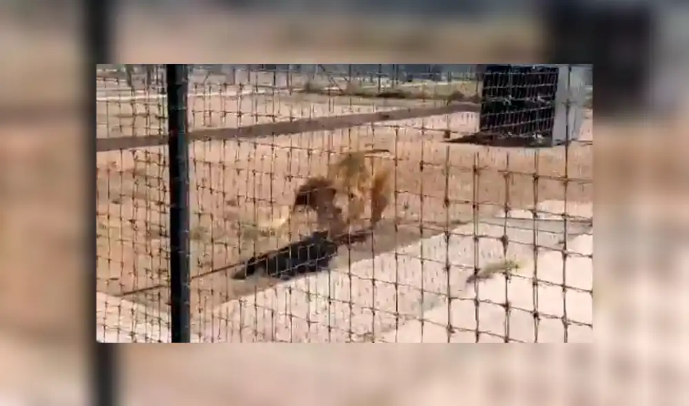 Vía YouTube: león es separado de su pareja en celo y enfurece con su amo [VIDEO]