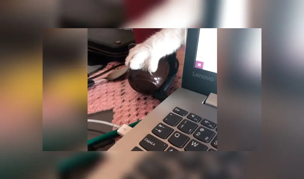 Desliza las imágenes para ver la peculiar escena que protagonizó este gato travieso al intentar robarle su comida a su dueña. Foto: Viralhog Desliza las imágenes para ver la peculiar escena que protagonizó este gato travieso al intentar robarle su comida a su dueña. Foto: Viralhog