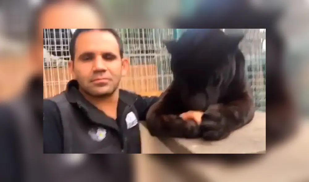 Un video viral de YouTube muestra el temible encuentro de un hombre con un feroz pantera.