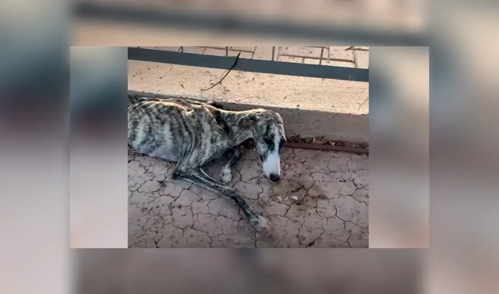 Desliza hacia la izquierda para ver la recuperación de un perro callejero que fue abandonado en deplorables condiciones. Estas imágenes se han viralizado en Facebook. Desliza hacia la izquierda para ver la recuperación de un perro callejero que fue abandonado en deplorables condiciones. Estas imágenes se han viralizado en Facebook.
