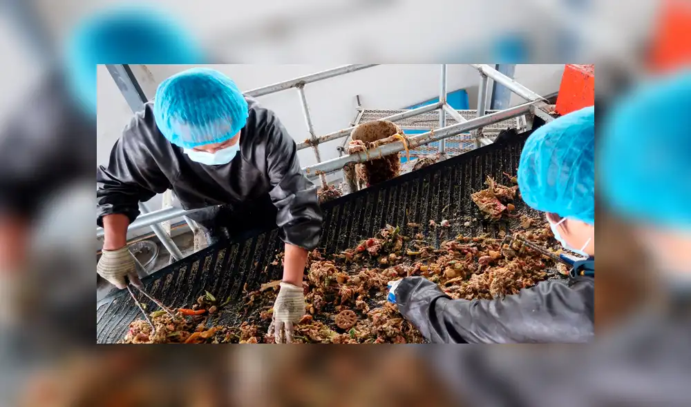 China alimenta a millones de cucarachas con basura para conservar el ambiente China alimenta a millones de cucarachas con basura para conservar el ambiente