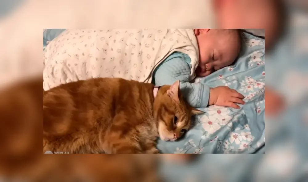 Video es viral en Facebook. Mujer entró al cuarto de su bebé junto a su esposo y ambos fueron testigos de una singular escena que no dudaron en grabar. Video es viral en Facebook. Mujer entró al cuarto de su bebé junto a su esposo y ambos fueron testigos de una singular escena que no dudaron en grabar.