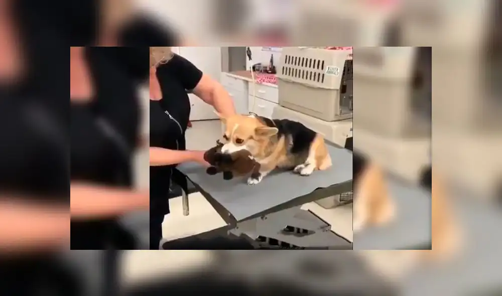 Desliza a la izquierda para ver la tierno gesto de este can. Foto: Captura. Desliza a la izquierda para ver la tierno gesto de este can. Foto: Captura.