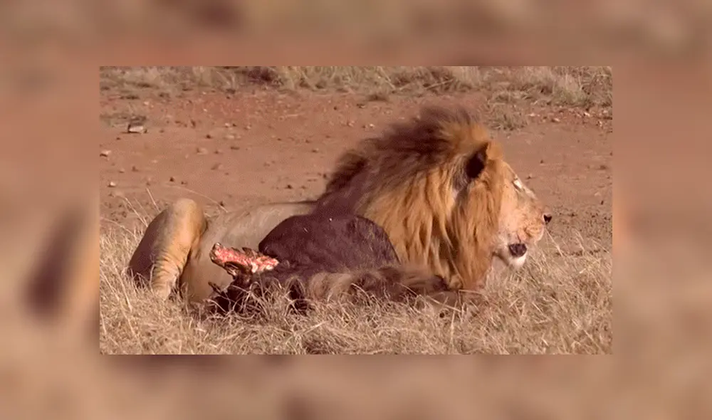 YouTube viral: León ‘macho alfa’ destruye columna de aprendiz que intentó quitarse su presa [VIDEO] 