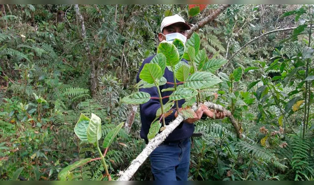 Repoblarán con árbol de la quina Amazonas