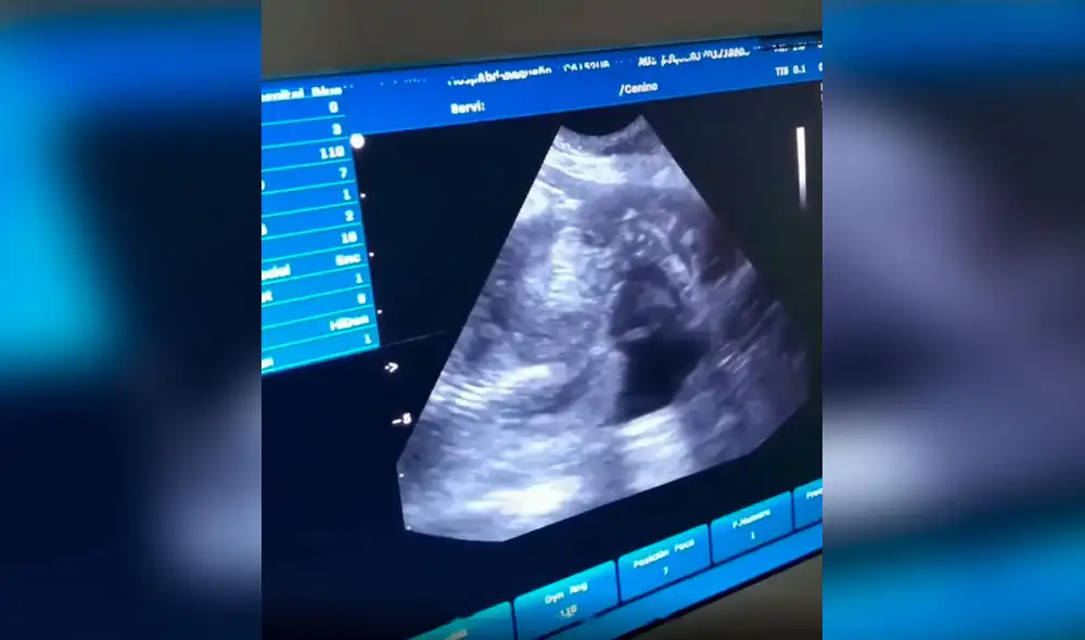 Desliza las imágenes para ver el conmovedor momento en que una perrita conoce a sus crías. Fotos: captura de Facebook Desliza las imágenes para ver el conmovedor momento en que una perrita conoce a sus crías. Fotos: captura de Facebook