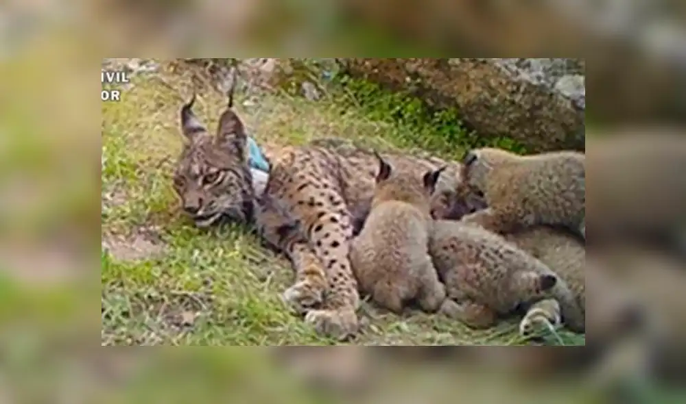 Sujeto mató a un lince ibérico: la criaron para repoblar y estuvo criando cuatro cachorros