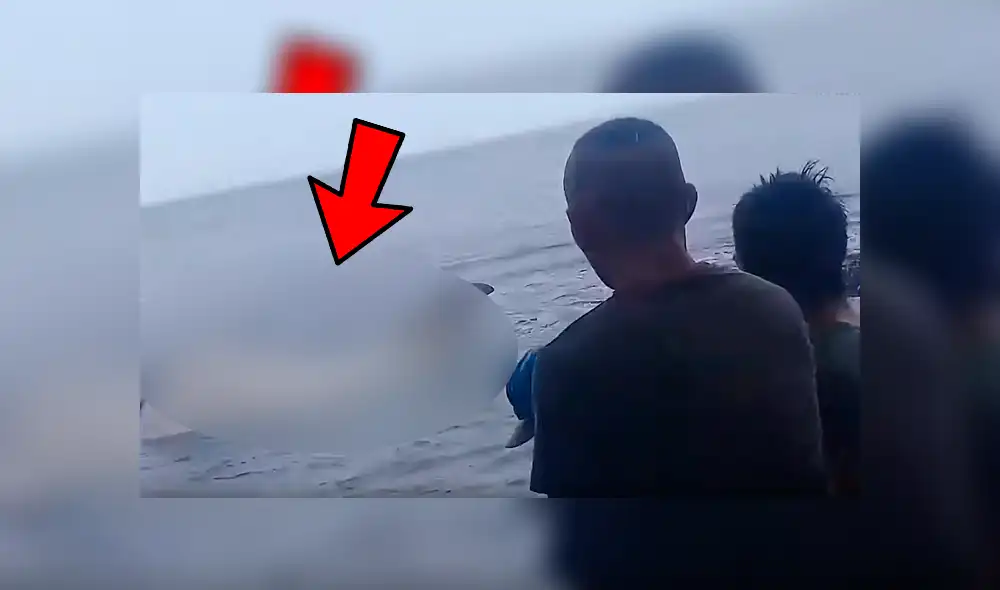 YouTube viral: enorme criatura marina aparece en la playa y bañistas luchan por salvarle la vida [VIDEO] 