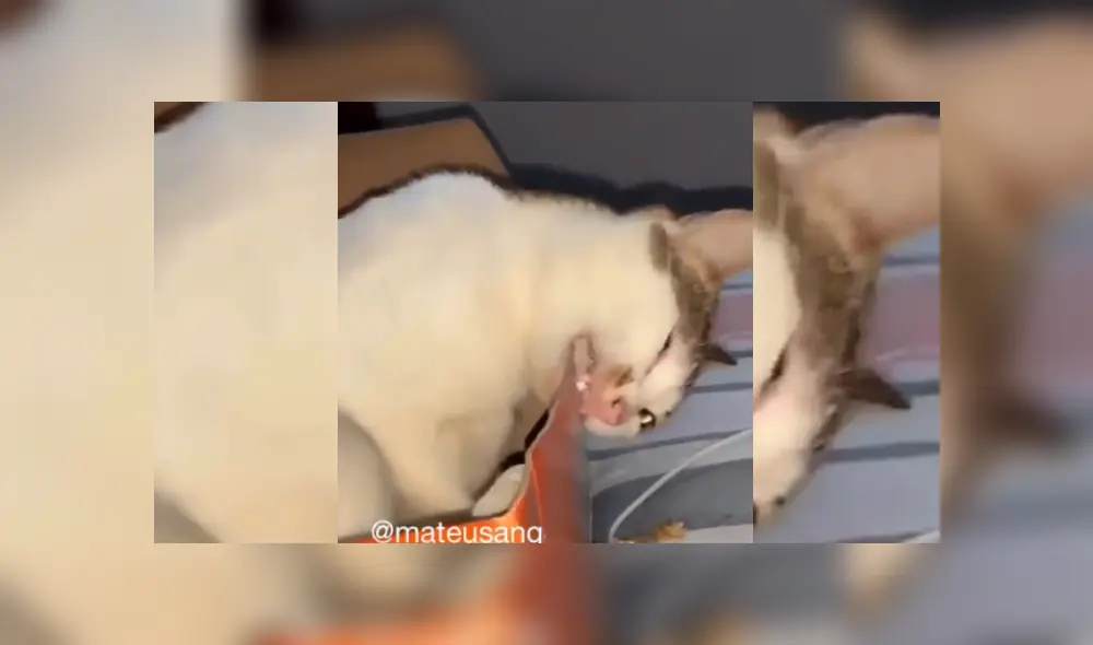 Desliza hacia la izquierda para ver más del video viral. Desliza hacia la izquierda para ver más del video viral.