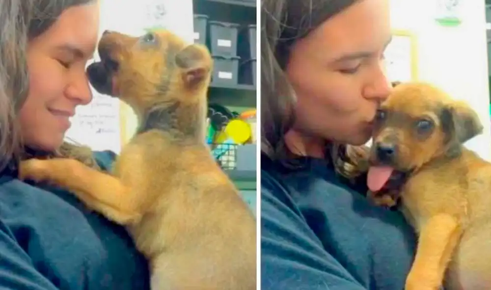 Otto pasó por una cirugía y ahora se encuentra estable y demuestra mucho amor. Foto: Captura/Facebook/Greenville Humane Society Otto pasó por una cirugía y ahora se encuentra estable y demuestra mucho amor. Foto: Captura/Facebook/Greenville Humane Society
