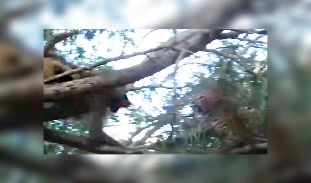 El leopardo trepó un enorme árbol para atrapar a un babuino, pero quedó ridiculizado al enfrentarse a uno de ellos.