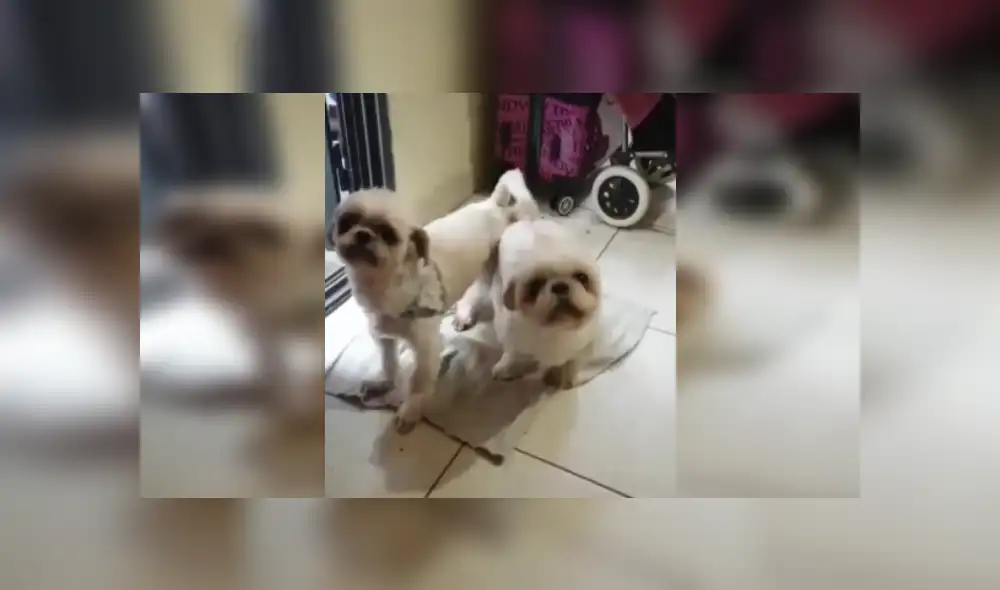 Desliza las imágenes para ver más sobre estos cachorros que aprendieron a cumplir con los protocolos. (Foto: captura / Facebook)