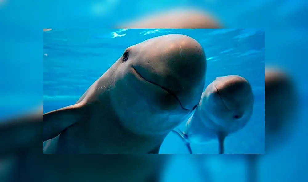 Día Mundial de los Animales: un millón de especies en vías de extinción Día Mundial de los Animales: un millón de especies en vías de extinción