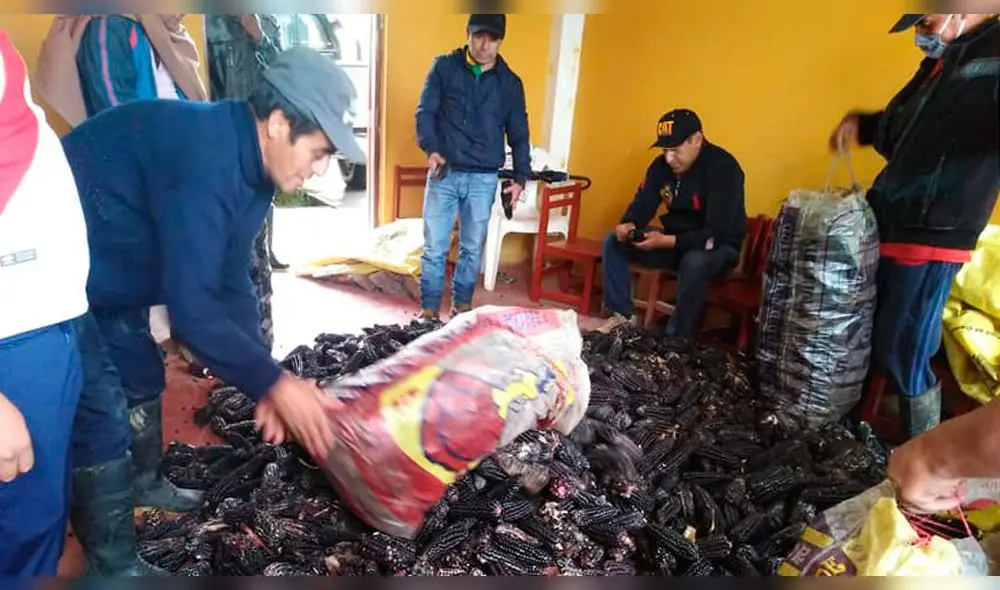 Cosecha de maíz morado en San Miguel Cosecha de maíz morado en San Miguel