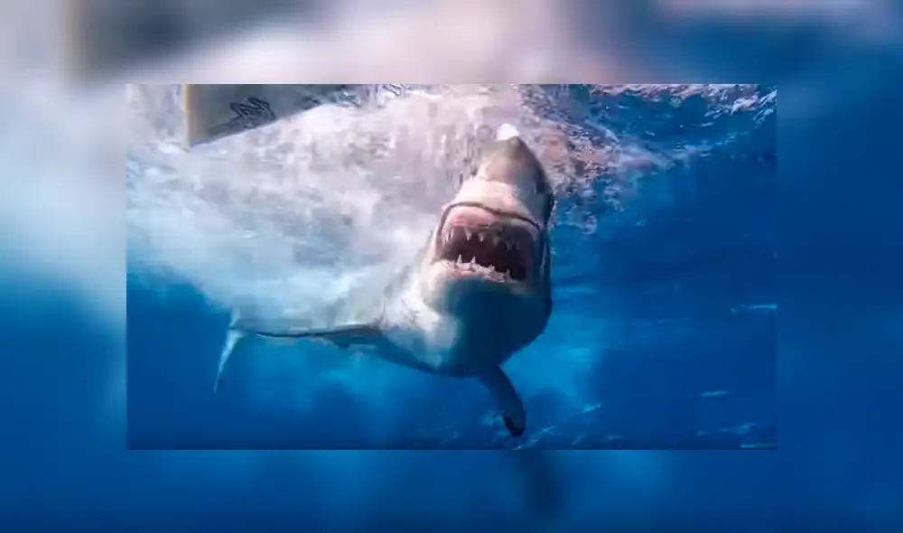 Facebook viral: hombre se mete al mar, sin imaginar que hambrienta criatura lo atacaría por detrás [VIDEO] 