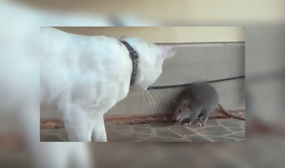La enorme rata no permitió que el gato lo muerda y lo atacó en varias ocasiones. Foto: captura. La enorme rata no permitió que el gato lo muerda y lo atacó en varias ocasiones. Foto: captura.