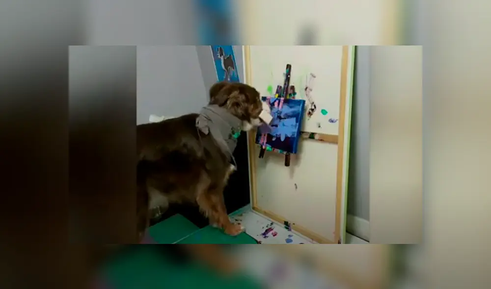 Desliza las imágenes hacia la izquierda para observar las increíbles habilidades de un perro en el arte. Foto: Caters Clips. Desliza las imágenes hacia la izquierda para observar las increíbles habilidades de un perro en el arte. Foto: Caters Clips.
