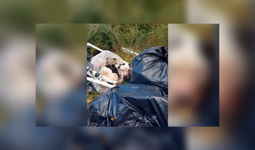 Facebook: perro fue maltratado y abandonado en una bolsa de basura, se recuperó y ahora luce así