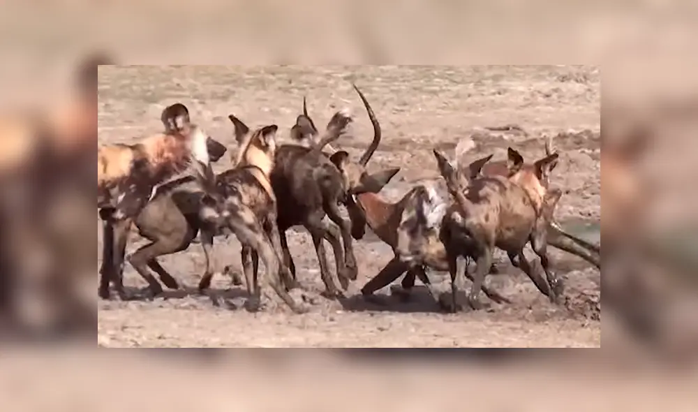 Finalmente otros hacen lo mismo y lo arrastrar hacia el campo de tierra para devorarlo. Foto: captura.