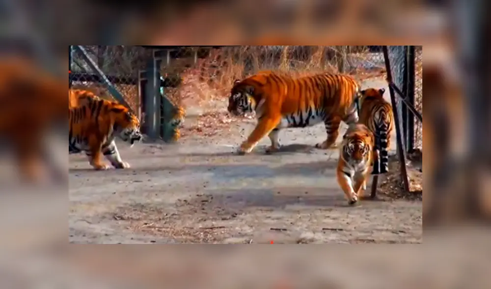 Desliza hacia la izquierda para ver al enorme tigre que se ha vuelto viral en Facebook.