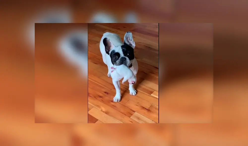 Desliza las imágenes para ver la tierna escena protagonizada por esta mascota y su dueña. Foto: TikTok/Mora Sassano Desliza las imágenes para ver la tierna escena protagonizada por esta mascota y su dueña. Foto: TikTok/Mora Sassano