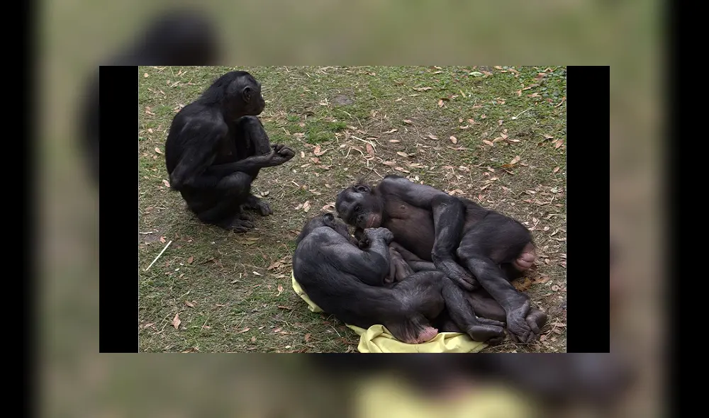 La hembras bonobos se muestran más unidades después de tener relaciones sexuales. Foto: Pinterest La hembras bonobos se muestran más unidades después de tener relaciones sexuales. Foto: Pinterest