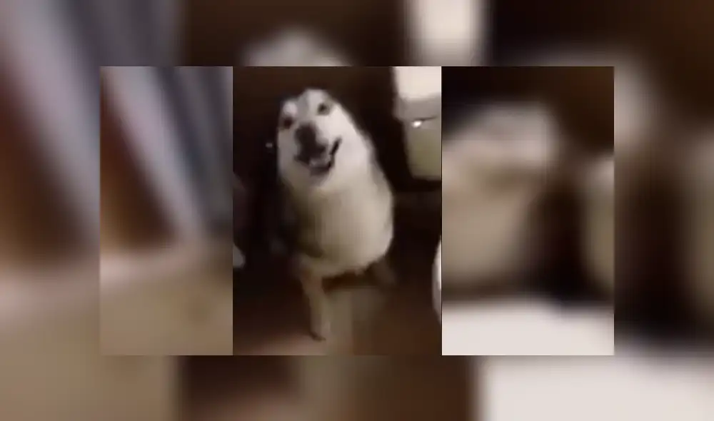 Dueña del can grabó la singular reacción de su mascota cuando lo llamaba para bañarlo