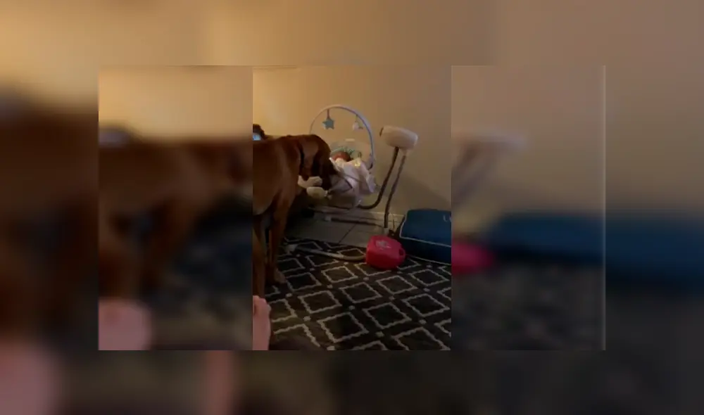 Video es viral en YouTube. La mujer se percató de la tierna escena entre su macota y su bebé recién nacido y no dudó en grabarla para compartirla en redes