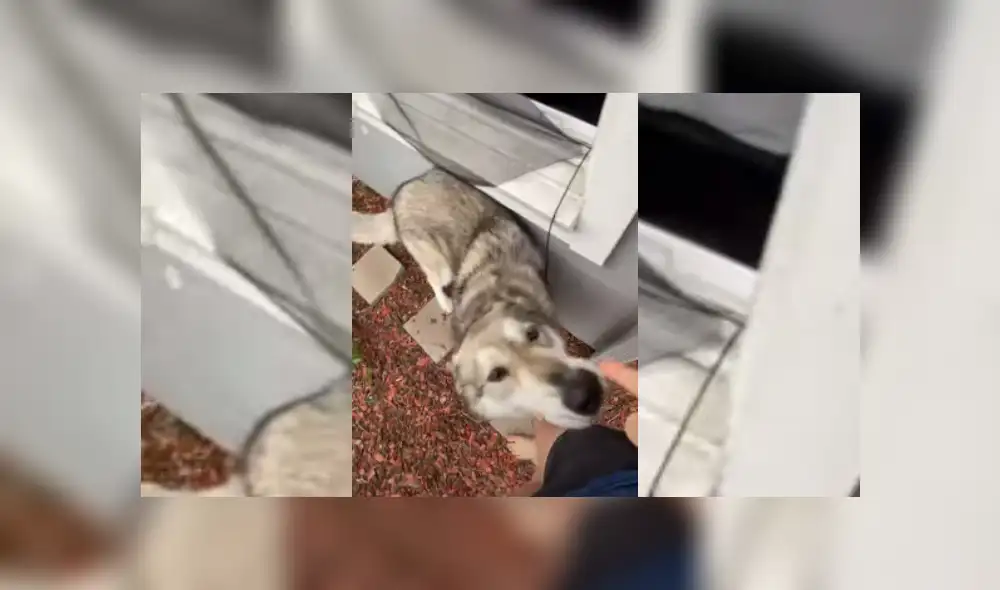 Video es viral en Facebook. Joven grabó la curiosa conducta que tuvo su perro con ella, segundos antes de descubrir el desastre que este había hecho. Fotocaptra: YouTube