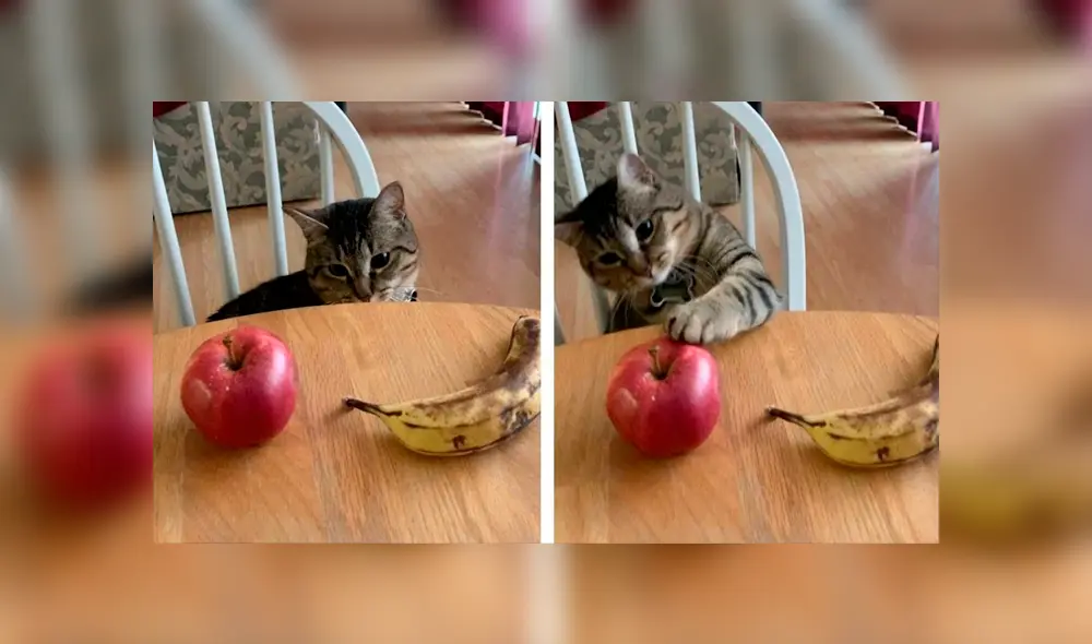 Desliza las imágenes para conocer las habilidades de un gato al cumplir con los desafíos creados por su dueña.