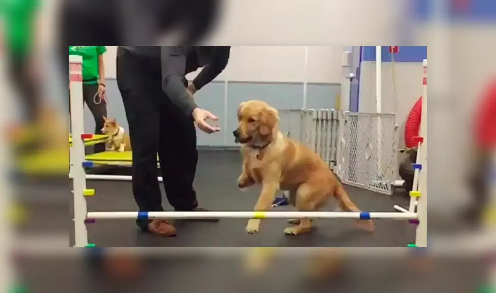 Desliza a la izquierda para ver al perro que ha conmovido a los usuarios de Facebook. Foto: Captura. Desliza a la izquierda para ver al perro que ha conmovido a los usuarios de Facebook. Foto: Captura.