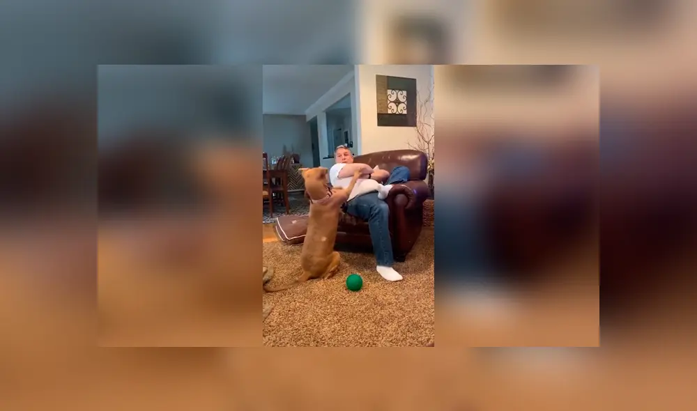 Desliza las imágenes para conocer la tierna actitud de un perro para evitar ser ignorado por su dueño. Foto: Captura. Desliza las imágenes para conocer la tierna actitud de un perro para evitar ser ignorado por su dueño. Foto: Captura.