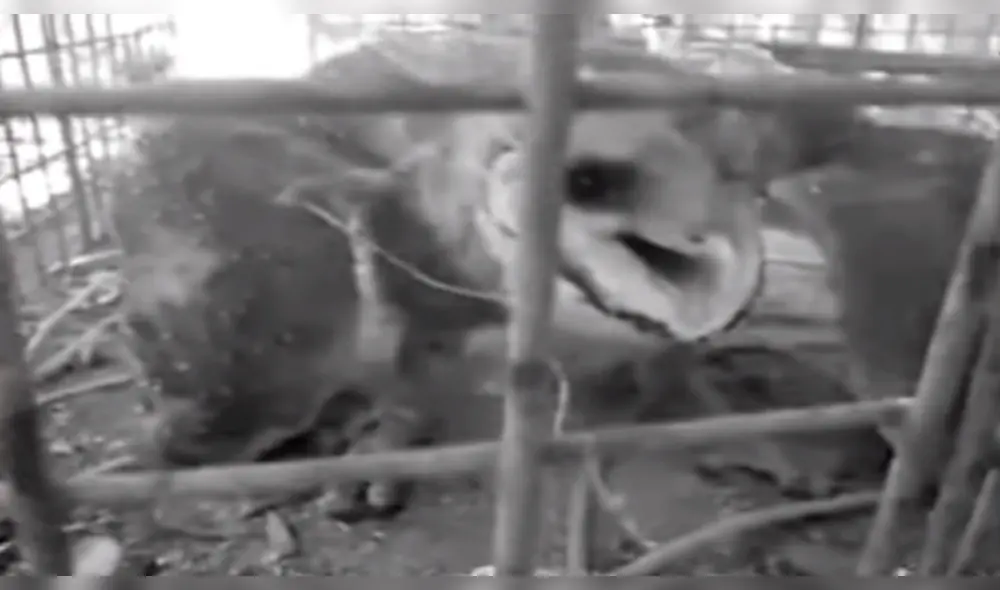 YouTube: ¿Captaron a una bruja en México? Conoce la verdad aquí [VIDEO]