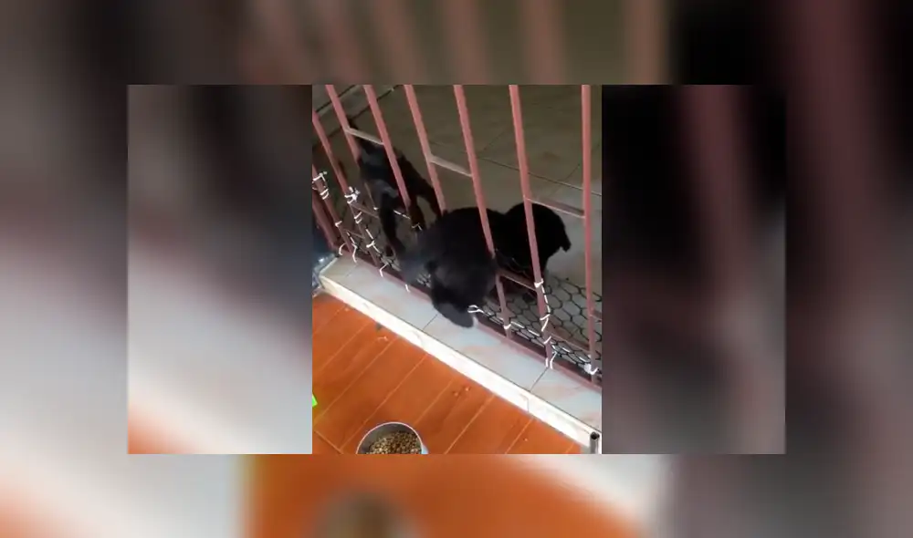 Facebook viral: travieso perro intenta cruzar reja y gato hace esto por ayudarlo [VIDEO]